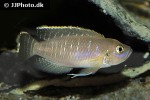 neolamprologus brevis neolamprologus brevis