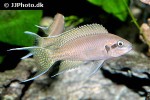 neolamprologus brichardi neolamprologus brichardi