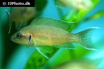 neolamprologus brichardi neolamprologus brichardi