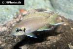 neolamprologus brichardi neolamprologus brichardi