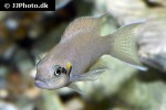 neolamprologus brichardi neolamprologus brichardi