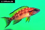neolamprologus buescheri neolamprologus buescheri