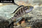 neolamprologus buescheri neolamprologus buescheri
