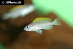 neolamprologus caudopunctatus neolamprologus caudopunctatus