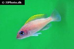 neolamprologus caudopunctatus neolamprologus caudopunctatus