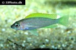 neolamprologus caudopunctatus neolamprologus caudopunctatus