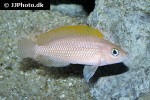 neolamprologus caudopunctatus neolamprologus caudopunctatus