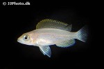neolamprologus caudopunctatus neolamprologus caudopunctatus