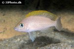 neolamprologus caudopunctatus neolamprologus caudopunctatus