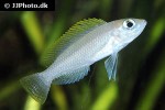 neolamprologus caudopunctatus neolamprologus caudopunctatus