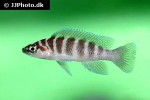 neolamprologus cylindricus neolamprologus cylindricus