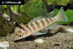 neolamprologus cylindricus neolamprologus cylindricus
