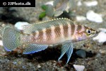 neolamprologus cylindricus neolamprologus cylindricus