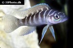 neolamprologus cylindricus neolamprologus cylindricus