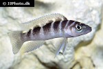 neolamprologus cylindricus neolamprologus cylindricus