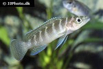 neolamprologus cylindricus neolamprologus cylindricus