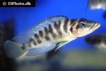 neolamprologus fasciatus neolamprologus fasciatus