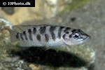 neolamprologus fasciatus neolamprologus fasciatus