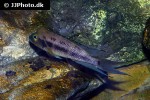 neolamprologus furcifer neolamprologus furcifer
