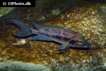 neolamprologus furcifer neolamprologus furcifer