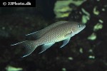 neolamprologus gracilis neolamprologus gracilis