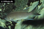 neolamprologus gracilis neolamprologus gracilis