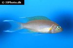 neolamprologus gracilis neolamprologus gracilis