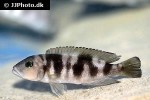 neolamprologus hecqui neolamprologus hecqui
