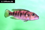neolamprologus hecqui neolamprologus hecqui