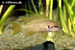 neolamprologus helianthus neolamprologus helianthus