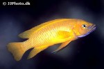 neolamprologus leleupi neolamprologus leleupi