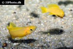 neolamprologus leleupi neolamprologus leleupi