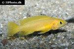neolamprologus leleupi neolamprologus leleupi