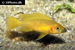 neolamprologus leleupi neolamprologus leleupi
