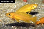 neolamprologus leleupi neolamprologus leleupi