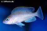 neolamprologus leloupi neolamprologus leloupi