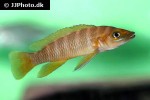 neolamprologus longior neolamprologus longior