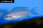 neolamprologus marunguensis neolamprologus marunguensis