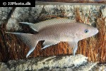 neolamprologus marunguensis neolamprologus marunguensis