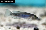 neolamprologus meeli neolamprologus meeli