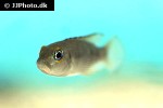 neolamprologus meeli neolamprologus meeli