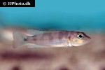 neolamprologus meeli neolamprologus meeli