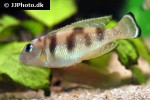 neolamprologus meeli neolamprologus meeli