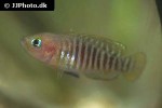 neolamprologus multifasciatus neolamprologus multifasciatus