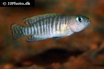 neolamprologus multifasciatus neolamprologus multifasciatus