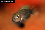 neolamprologus multifasciatus neolamprologus multifasciatus