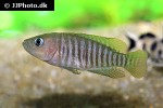 neolamprologus multifasciatus neolamprologus multifasciatus