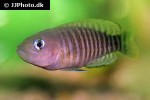 neolamprologus multifasciatus neolamprologus multifasciatus