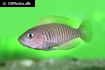 neolamprologus multifasciatus neolamprologus multifasciatus