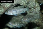 neolamprologus multifasciatus neolamprologus multifasciatus
